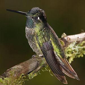 Magnificent Hummingbird, Guadalupe. Found at f...